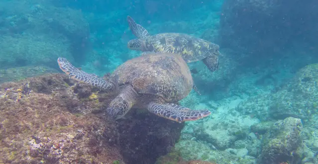 Green Sea-Turtles around Xiao Liuqiu