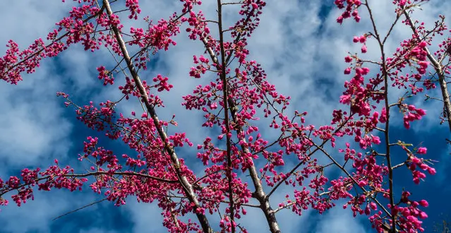 Cherry Blossom in Alishan