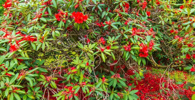 Rhododendron in May Rhododendron in bloom in May