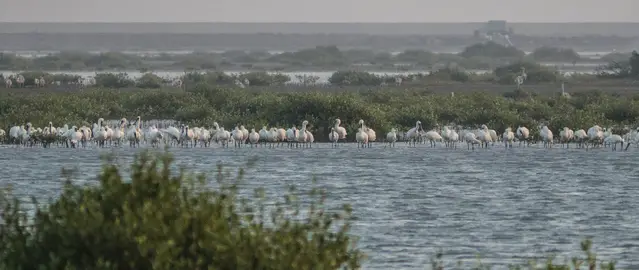 Black-faced spoonbills in the Taijian National Park in Taiwan
