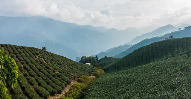 Tea plantations during winter Tea plantations during winter close to Alishan