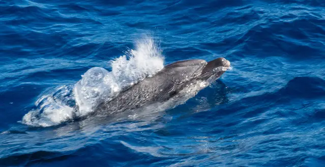 Dolphin in the Strait of Gibraltar
