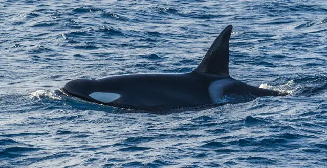 Huge Orca in the Strait of Gibraltar