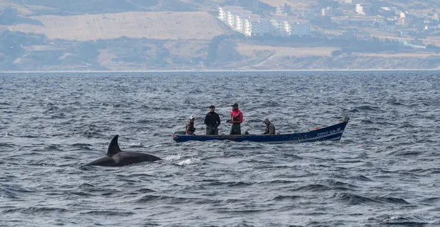 Moroccan Fishermen and Orcas try to catch tuna