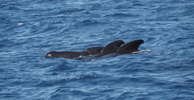 Pilot Whales in the Mediterranean Sea close to Tarifa
