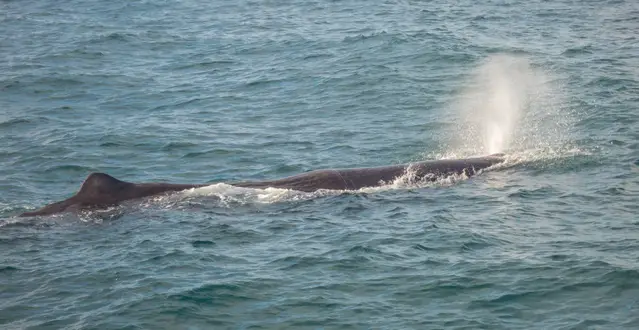 Sperm Whale