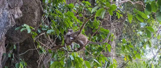 Annoying monkeys at the Tiger Cave Temple Krabi