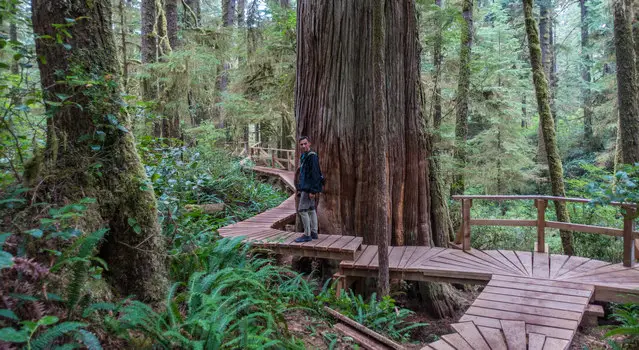 Rainforest in the Pacific Rim National Park Reserve late September