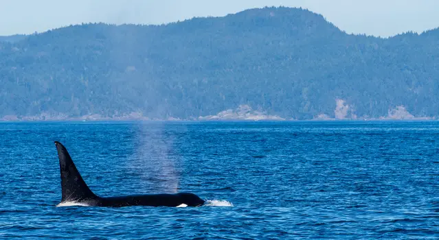 Resident Orcas in the Strait of Juan de Fuca