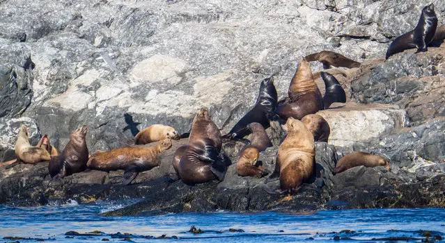 Sea Lions on Race Rocks Lighthouse Island