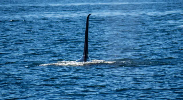 Big transient orca in the Johnston Strait