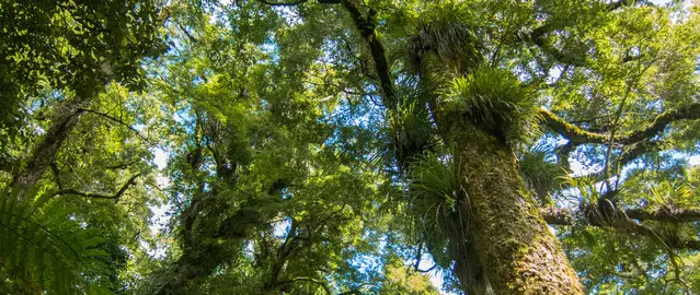 Te Urewera National Park Great Walk