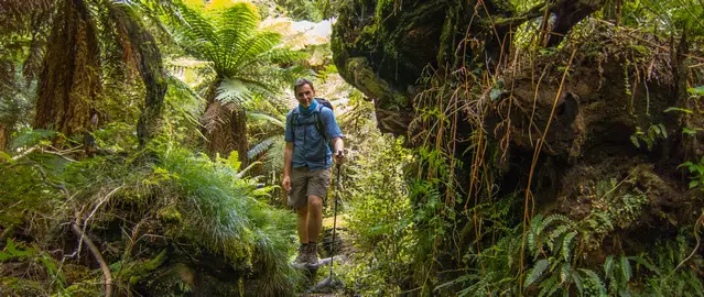 Hiking in the Te Urewera National Park