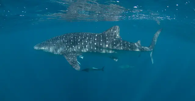 Whale Shark