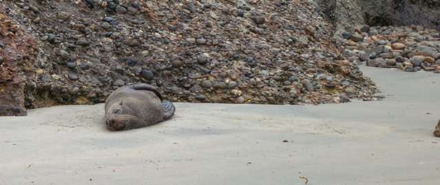 Seal at Wharariki Beach New Zealand