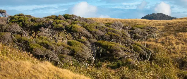 Skewed Trees along the trail to Wharariki Beach