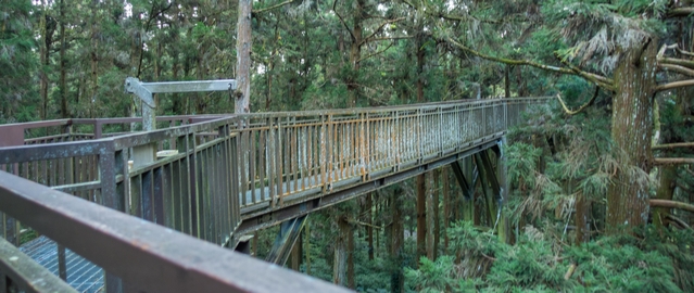 The 220 m long skywalk in the Xitou Forest Park, Taiwan