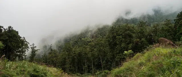 Clouds roll in around midday in the Xitou Bamboo Forest, Taiwan