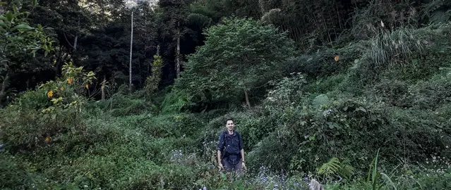 The Xitou Forest Loop Trail through lush vegetation