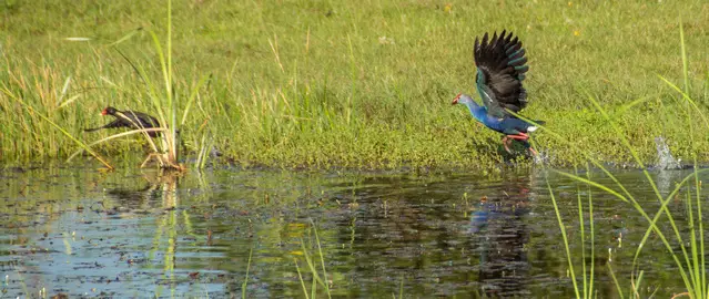 Birding in Bundala next to Yala