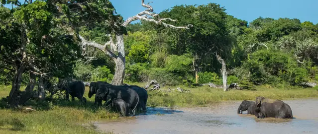 Elephants taking a bath in Yala, Sri Lanka