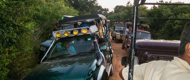 Jeep congestion while watching a leopard in Yala National Park