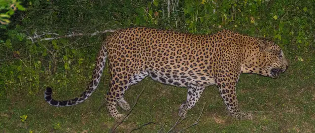 Big Leopard in Yala, Sri Lanka