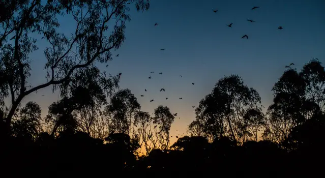 Flying Foxes - Yarra Bend at dusk
