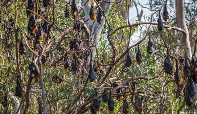 Flying Foxes at Yarra Bend are roosting during the day