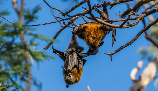 Two roosting flying foxes at Yarra