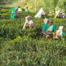 Tea Plantations in Nuwara Eliya