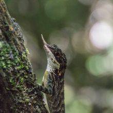 Horton Plains Called World's End