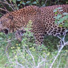 Spotting Leopards on a Safari in Yala National Park