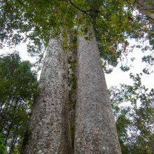Waiau Kauri Grove & Waiau Falls in Coromandel