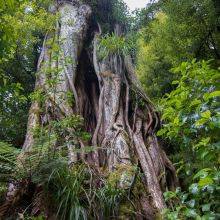 Lake Waikaremoana and an Ancient Rata Tree in Te Urewera