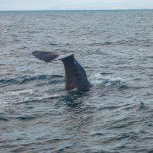 Whale and Dolphin Watching from Kaikoura