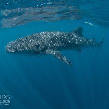 Swim With Whale Sharks and Humpbacks Along Ningaloo Reef