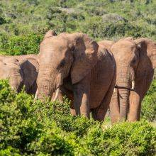 Self-Guided Safari in Addo Elephant National Park - 8 Facts