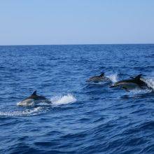 Dolphin Watching Albufeira - Algarve