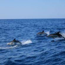 Tips and Guide for Dolphin Watching Algarve from Albufeira and Lagos