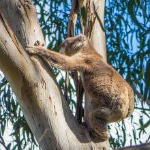 Where to Spot Koalas Along the Great Ocean Road - Location and 9 Facts