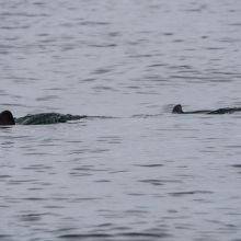 Basking Sharks in Scotland