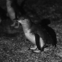 Bicheno - Fairy Penguins in Tasmania - Tips and 7 Facts