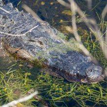  Everglades National Park in Florida - Best Time - 9 Things to Do