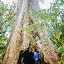 Blue Tier Giant in Tasmania - The Widest Living Tree in Australia