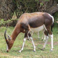 Bontebok National Park in Swellendam