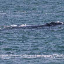 Southern Right Whales from Gansbaai to Klipgat Cave