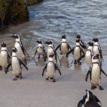 Boulders Beach Penguins Cape Town - 5 Tips and 13 Facts
