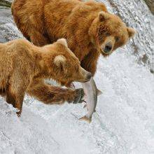 Brooks Falls in the Katmai National Park - Monthly Bear Guide