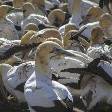 Cape Gannet Colony - Bird Island at Lambert's Bay